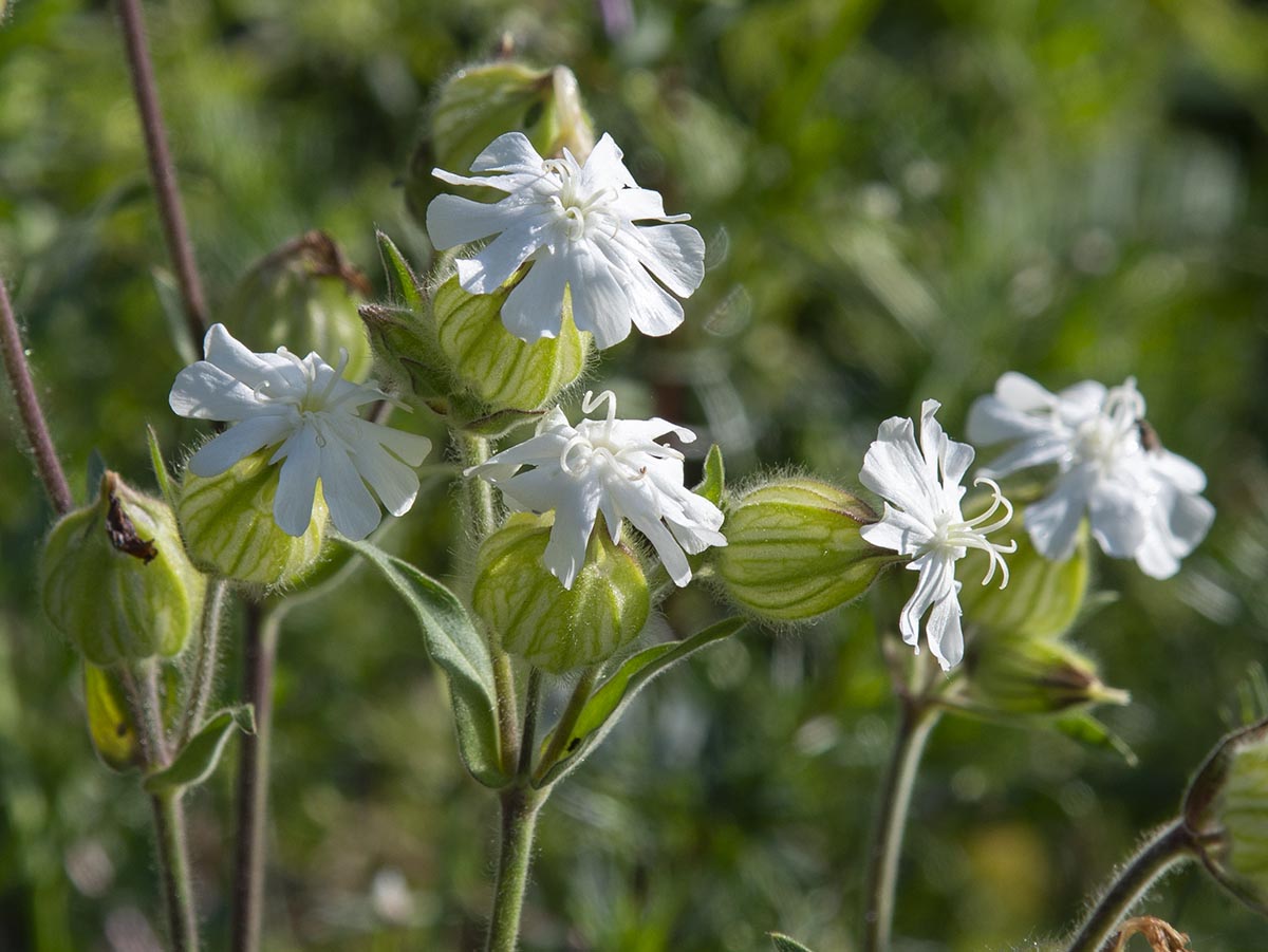 weibliche Blüten